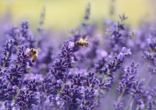 levendula, lavender