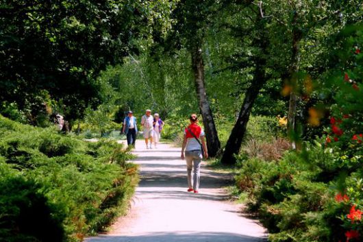 Jeli arborétum