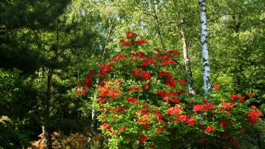 Jeli arborétum