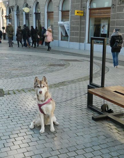 Újdonságok és adventi vásár Nagyváradon Újdonságok és adventi vásár Nagyváradon