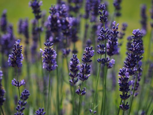 Levendula mező - kép forrása: pixabay.com Lavandula angustifolia