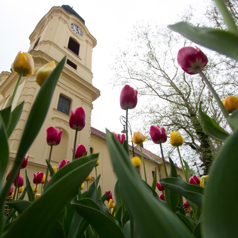 Tulipánfesztivál, Celldömölk