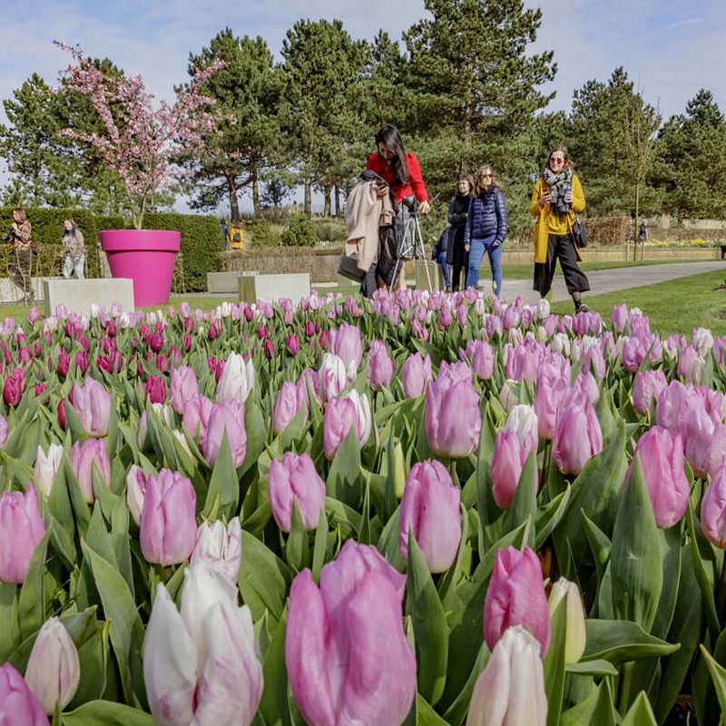 Tulipánvirágzás - Európa virágoskertje, Keukenhof, Hollandia