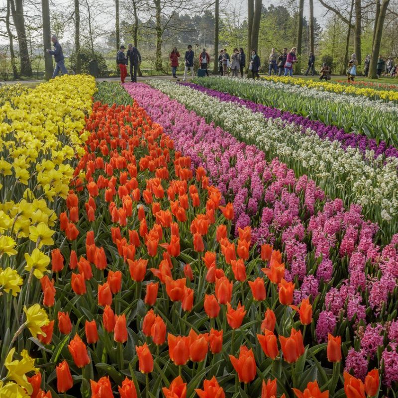 Európa virágoskertje – Keukenhof, Hollandia