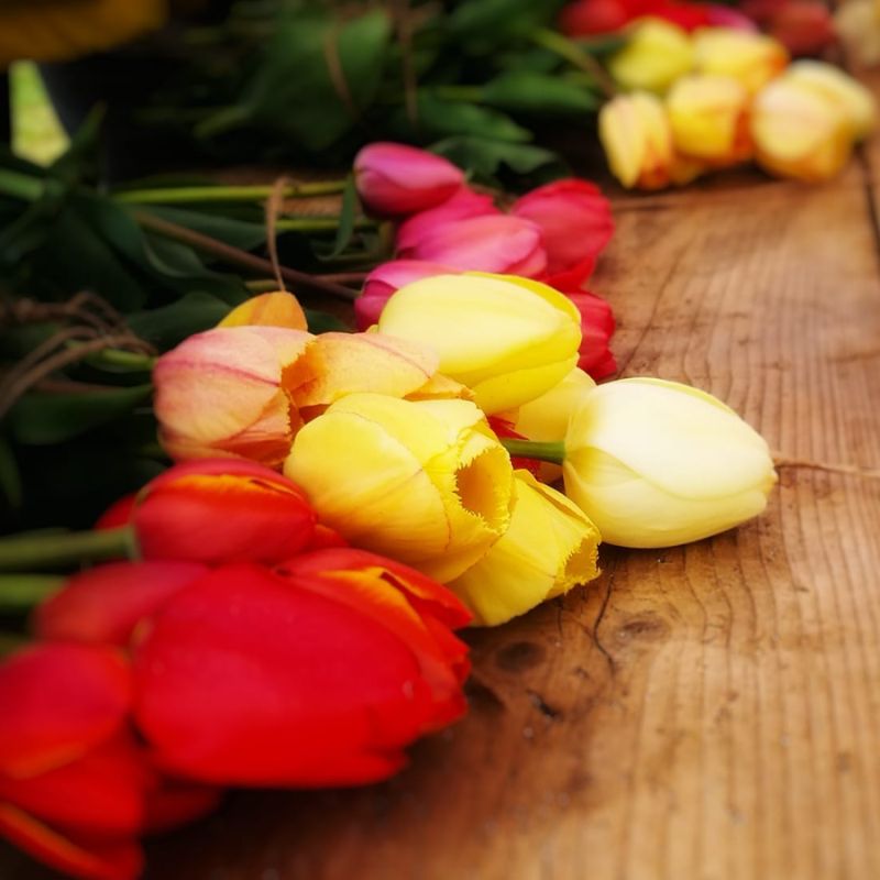 Tulipánszüret, Kőröshegyi Levendulás