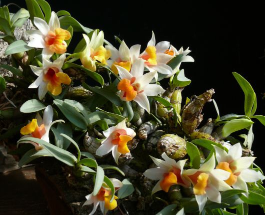 Dendrobium - ezernyi forma, millió szín Dendrobium - ezernyi forma, millió szín