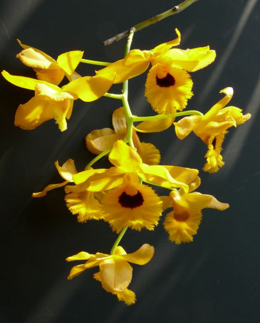 Dendrobium - ezernyi forma, millió szín Dendrobium - ezernyi forma, millió szín