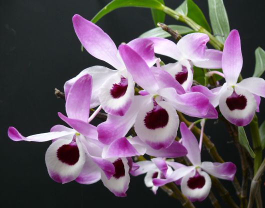 Dendrobium - ezernyi forma, millió szín Dendrobium - ezernyi forma, millió szín