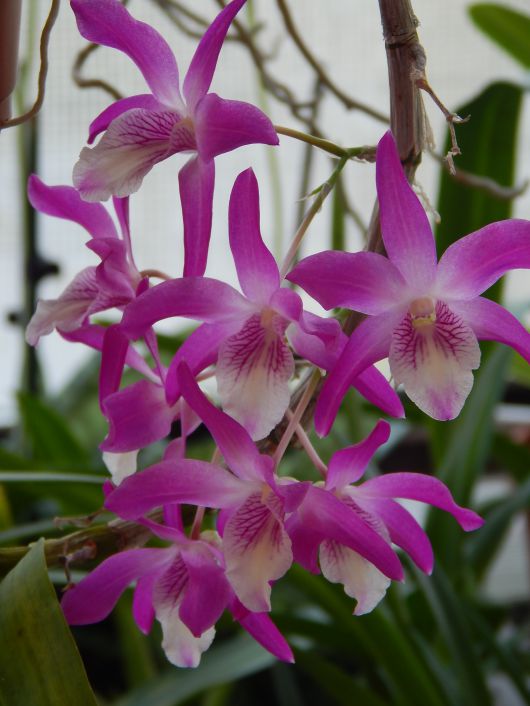 Dendrobium - ezernyi forma, millió szín Dendrobium - ezernyi forma, millió szín