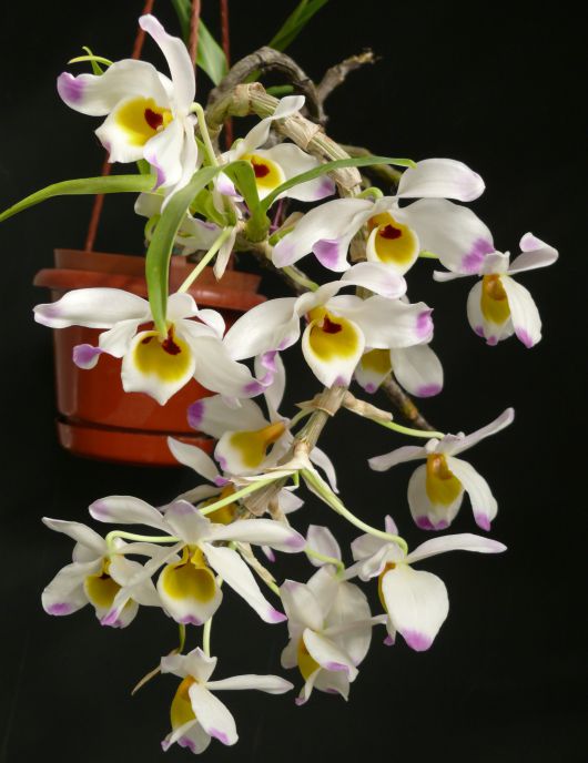 Dendrobium - ezernyi forma, millió szín Dendrobium - ezernyi forma, millió szín