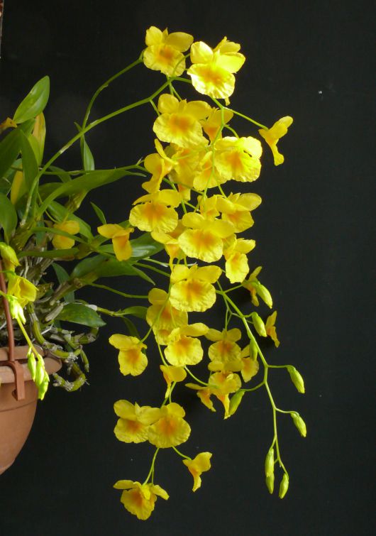Dendrobium - ezernyi forma, millió szín Dendrobium - ezernyi forma, millió szín