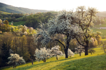 Frühlingserwachen 2023 - Niederösterreich blüht auf